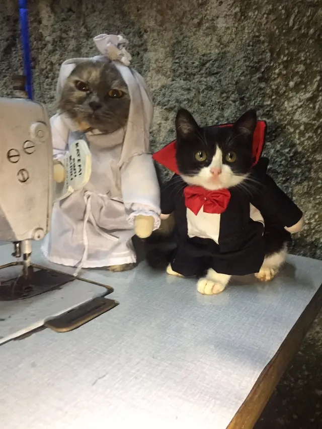 6 Pemotretan Kucing Tema Horor Ini Unik, Bikin Ngakak