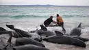 Video yang diunggah ke media sosial menunjukkan puluhan paus - beberapa berbaring menyamping, yang lain telentang - mengepakkan ekornya di perairan dangkal. Video lain menunjukkan paus-paus itu bergerombol bersama, tetap diam. (Photo by STRINGER / ABC TV Australia / AFP)