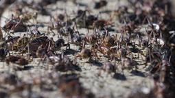 Kota kecil di pedesaan timur laut Nevada sedang diserang oleh segerombolan jangkrik berwarna merah darah. (AP Photo/Rick Bowmer)