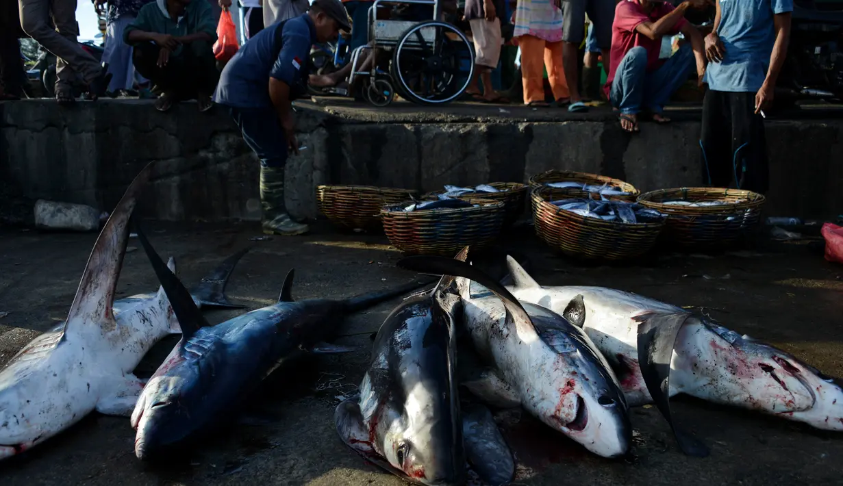 Sejumlah hiu perontok hasil tangkapan nelayan terlihat di sebuah tempat pelelangan ikan di Banda Aceh, Aceh pada Kamis (13/6/2019). Di Aceh, hiu masih menjadi buruan utama nelayan karena harganya yang tinggi, terutama bagian sirip yang laku dijual hingga ke luar negeri. (Chaideer MAHYUDDIN/AFP)
