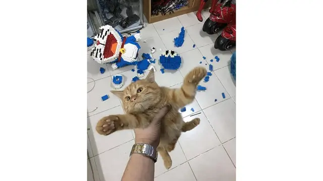 Potret 5 Kucing Oranye Rusak Barang Ini Bikin Geregetan