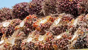 Harga Referensi CPO Agustus Turun Imbas Lesunya Pasar India