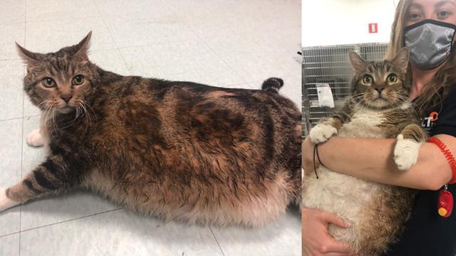 Lasagna, kucing gemuk yang ditinggalkan pemiliknya/Twitter @AACTPhilly.