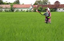 Terobosan BRIN: Metode Produksi Pupuk Nitrogen Ramah Lingkungan Hemat Energi