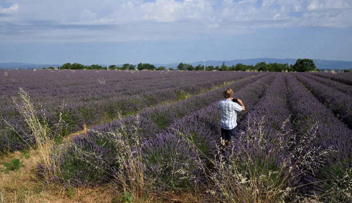 Warna ungu tua yang mencirikan ladang lavender bersatu apik dengan birunya langit nan cerah serta hijaunya rumput dan pepohonan. (Nicolas TUCAT / AFP)