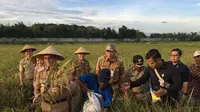 Gaya Gubernur Anies Baswedan memanen padi di sawah Cakung, Jakarta Timur. (Liputan6.com/Devira Prastiwi)