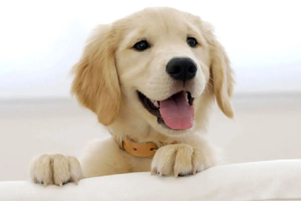 Pemilik Anjing di AS Lebih Memilih Peliharaan Ketimbang Pasangan?