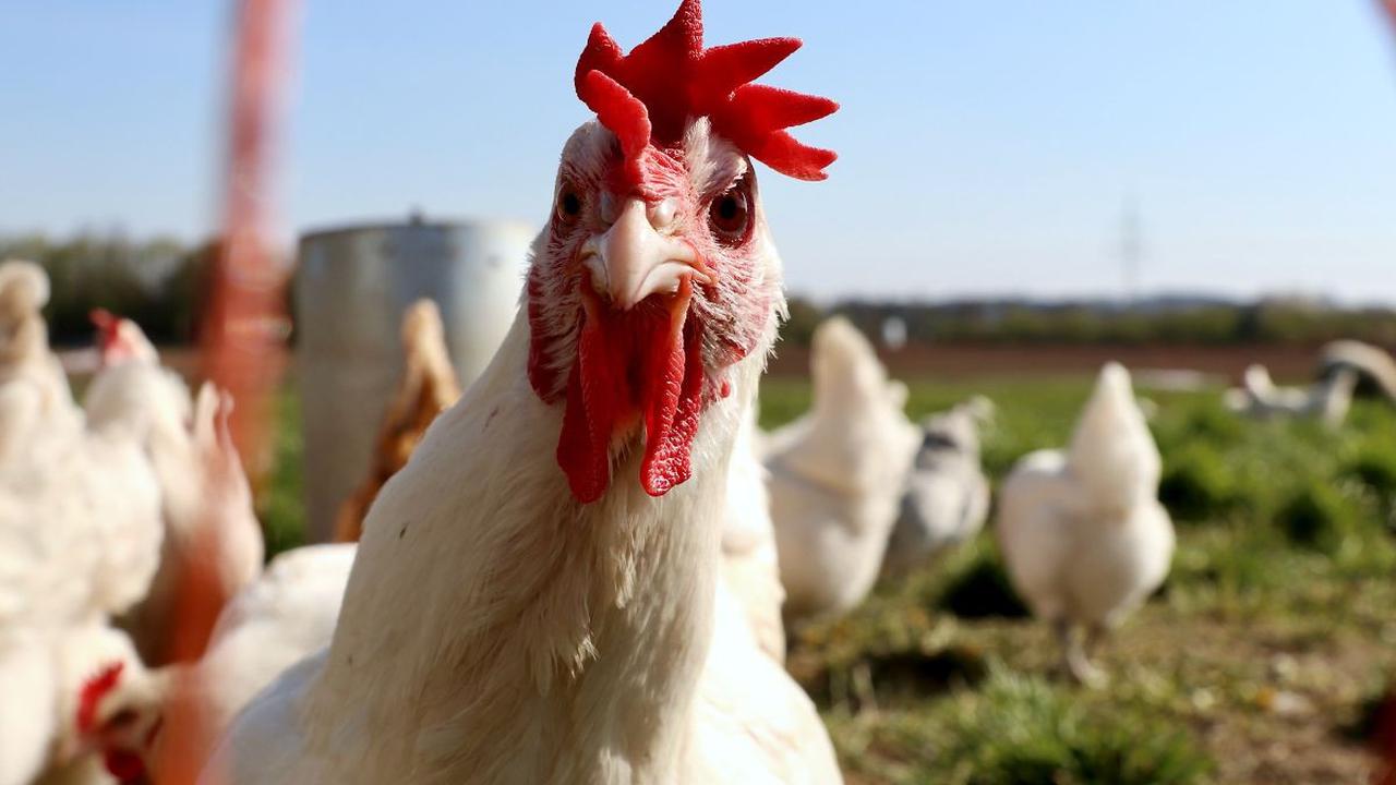 Dengan rasio ini, tidak mengherankan bila ayam modern dengan sayap yang kecil dan massa yang lebih berat tidak dapat terbang dengan baik.