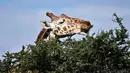 Jerapah reticulated memakan dedaunan pohon di Konservasi Loisaba, Laikipia, Kenya, 5 Agustus 2019. Pemerintah Kenya menyatakan jerapah sebagai hewan yang terancam punah. (TONY KARUMBA/AFP)