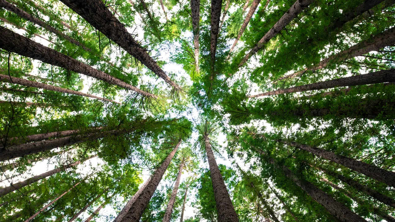 The "Trees Exploding" Incident Goes Viral in Minnesota, Here's the Expert's Explanation