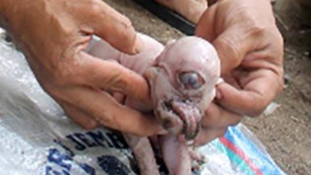 Ini wujud aneh anak babi bermata satu yang hebohkan Bali