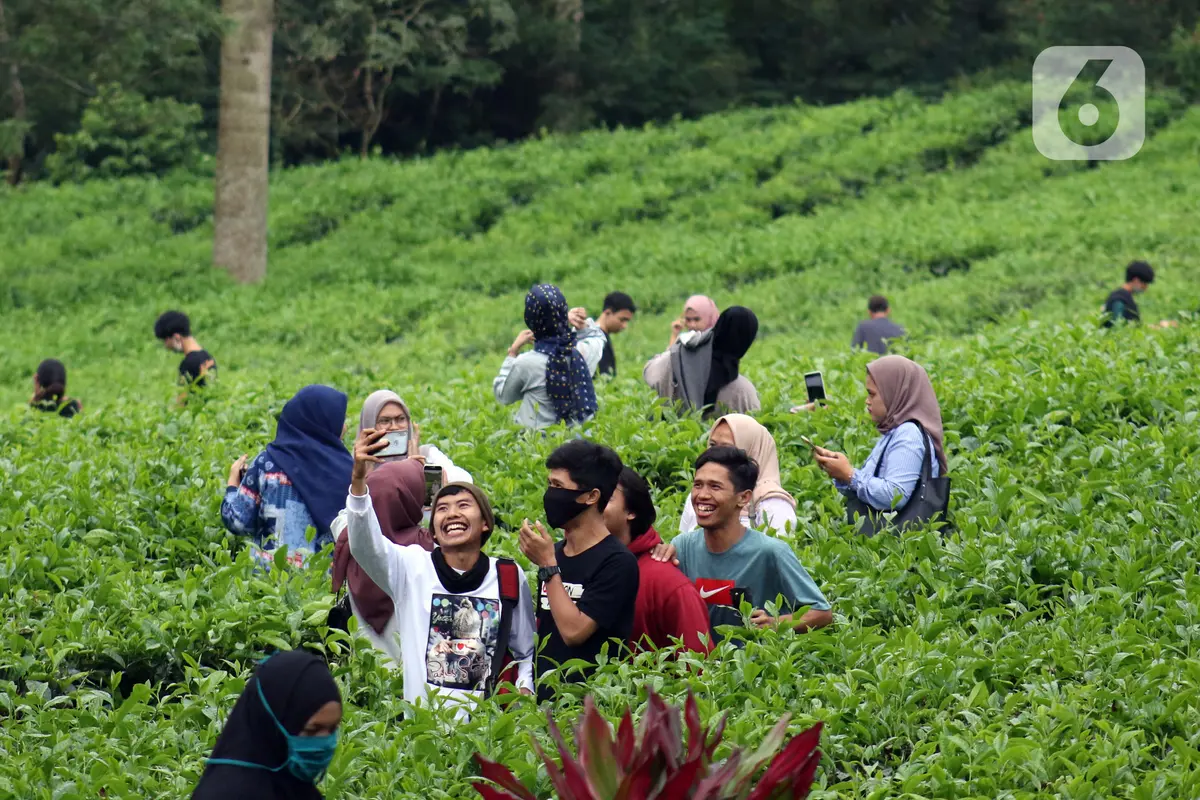 Muda Mudi Penuhi Kawasan Wisata Kebun Teh