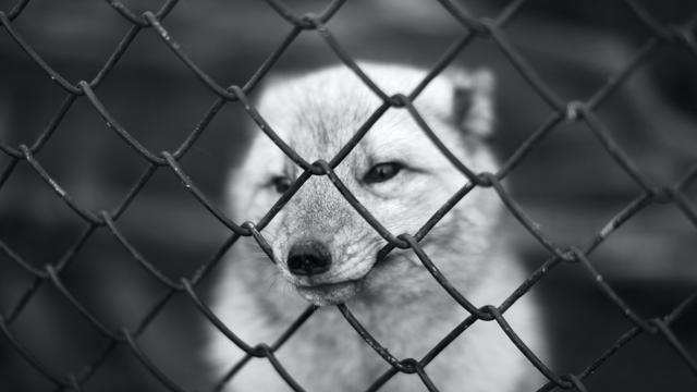 Dog (unsplash.co/salbs)