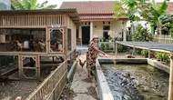 9 Desain Kandang Ayam dan Kolam Lele dalam Satu Lahan untuk Rumah Kecil