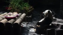 Panda raksasa Erxi menyantap bambu di sebuah ruangan berpendingin udara di Jinan Wildlife World, Jinan, Shandong, China, Minggu (14/6/2020). Jinan Wildlife World menyiapkan ruangan berpendingin udara dan es batu untuk menjaga Erxi tetap merasa sejuk seiring terus meningkatnya suhu. (Xinhua/Wang Kai)