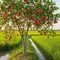 Pohon Buah Untuk Tumpang Sari di Sawah. (Gemini AI)
