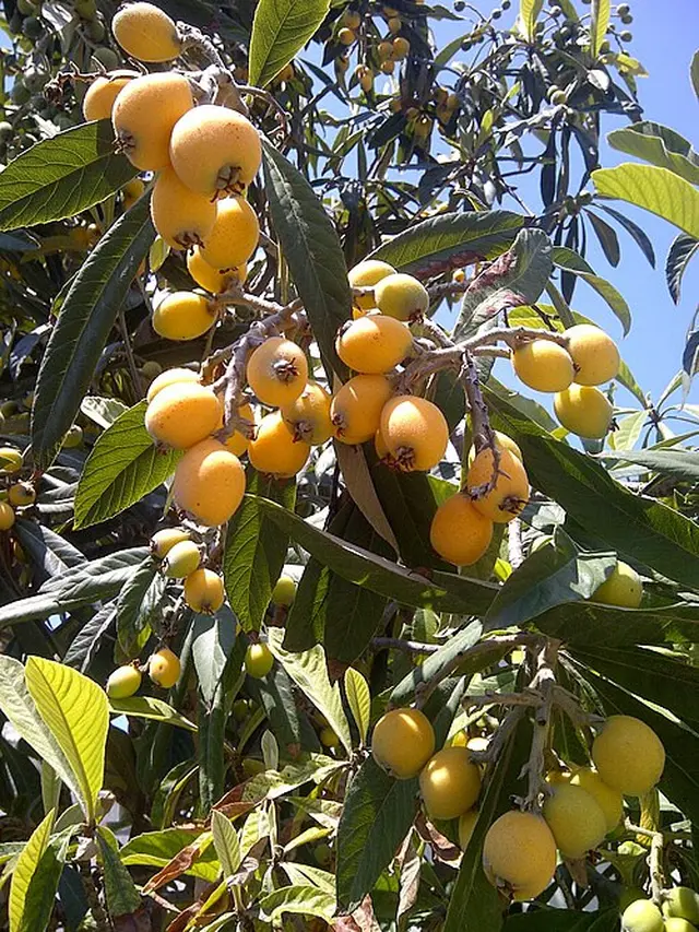 Pohon Buah Lokwat