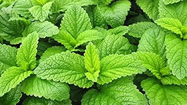 lemon balm
