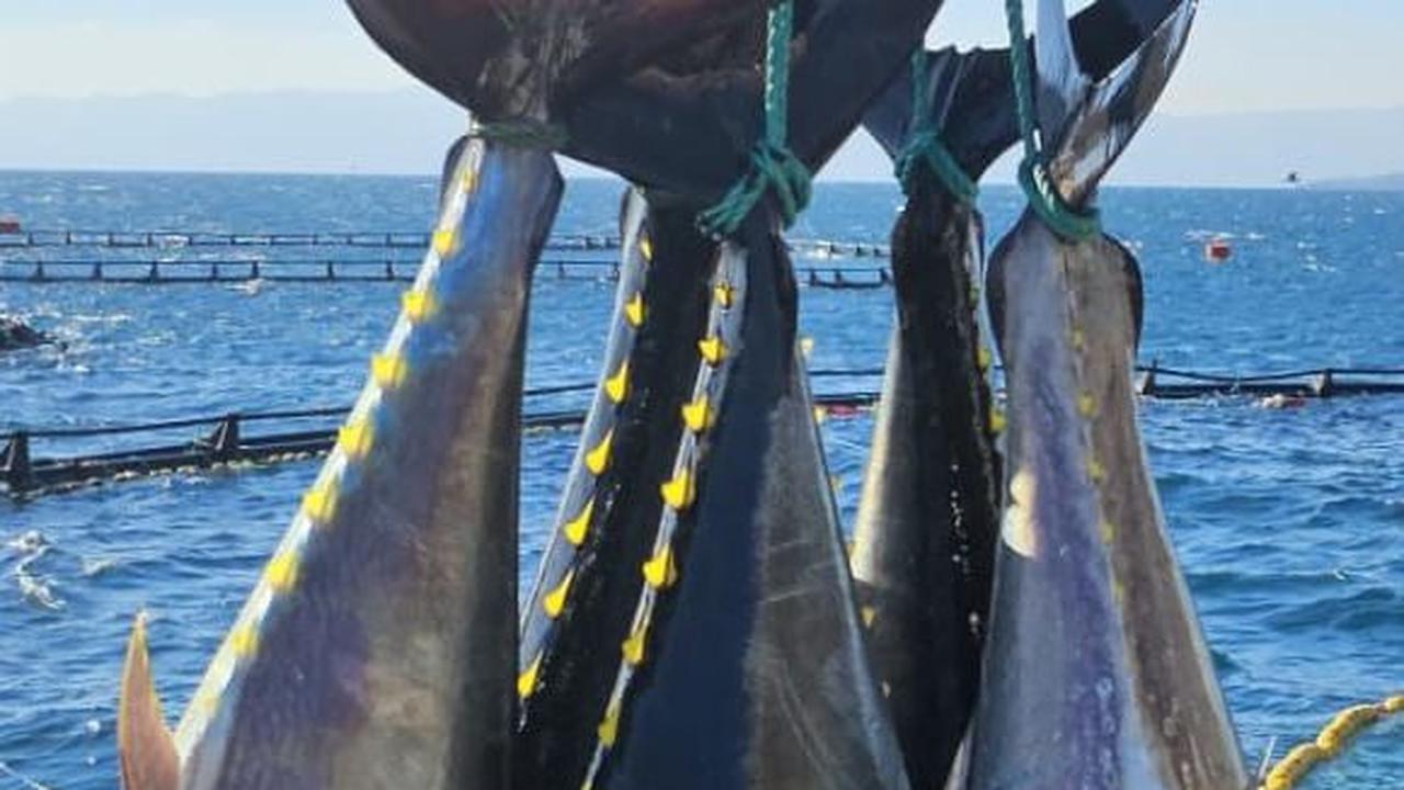 7. Resep Makanan Penggemuk Kucing Ikan Tuna<br>