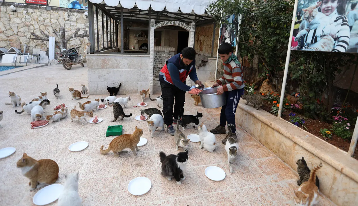 Mohammed Alaa al-Jaleel memberi daging cincang untuk makanan kucing di Suaka Kucing Ernesto di Kfar Naha, Suriah (17/3). Kucing-kucing ini adalah kucing yang terlantar akibat perang yang melanda Suriah. (AFP/Omar Haj Kadour)