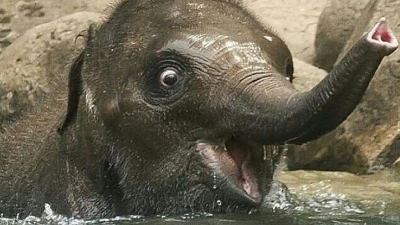 Sambut Akhir Pekan Ditemani Para Anak Gajah yang Menggemaskan