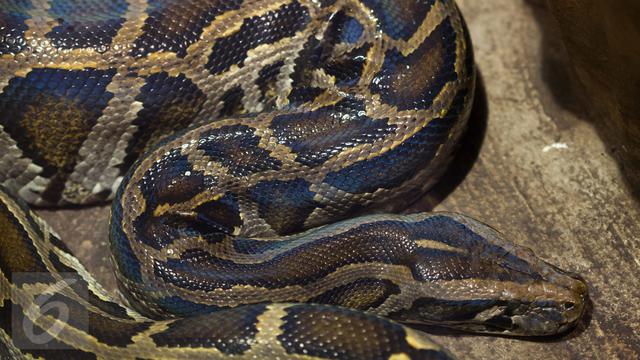 Ular Piton