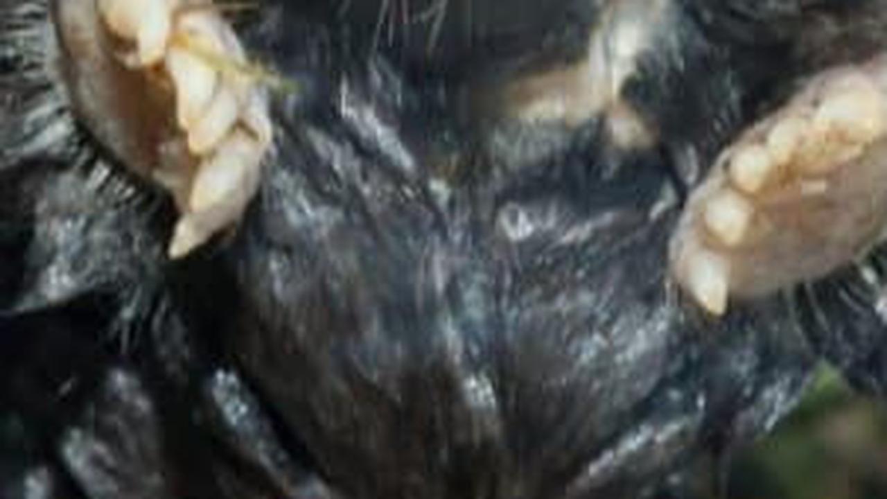 10. Tikus Tanah Hidung Bintang<br>