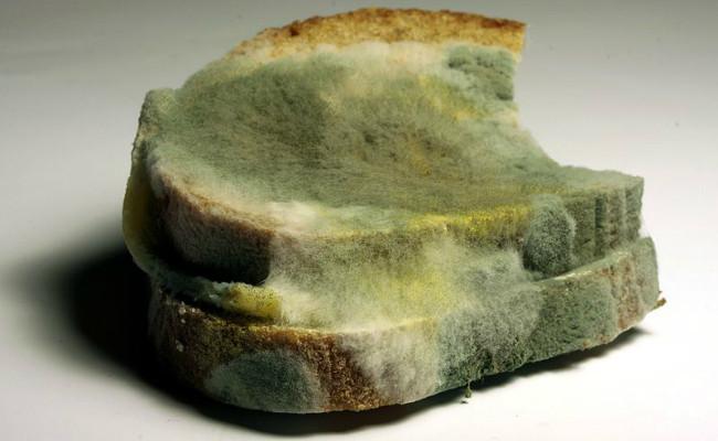 Ilustrasi roti bulukan. (Sumber Wikimedia Commons/Henry Mühlpfordt via Creative Commons)