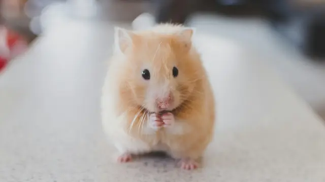 Hamsters