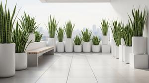 Ide Teras Minimalis Pakai Lidah Mertua & Pot Putih: 7 Gaya yang Rapi dan Modern