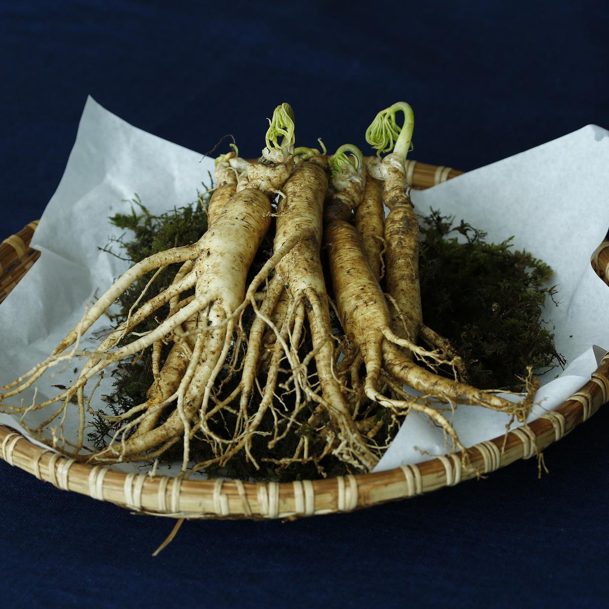 Ilustrasi ginseng