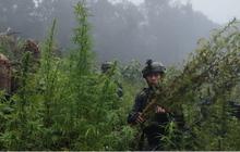 Mulai Riset Ganja untuk Medis, BNN Tegaskan Tidak Semua Orang Bebas Pakai
