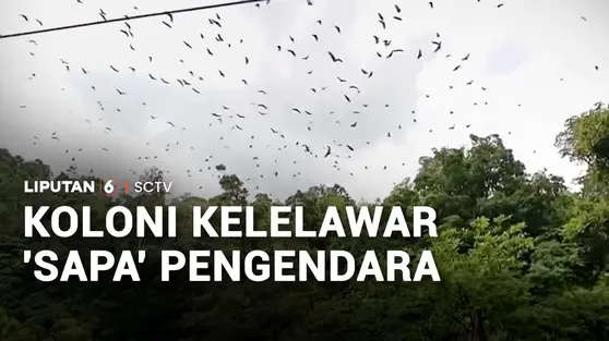 Koloni Kelelawar 'Sapa' Pengendara