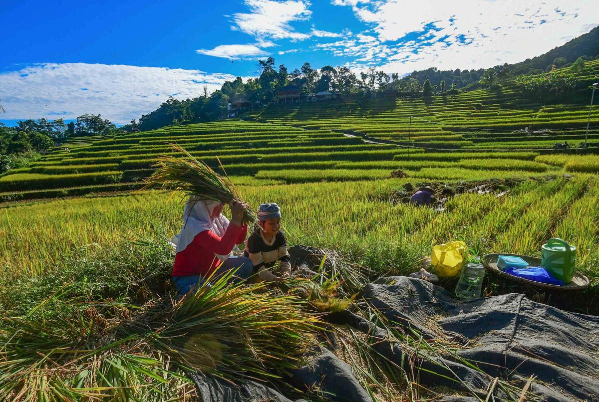 FOTO: Panen Padi di Terasering Cisalada