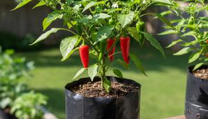 Ilustrasi Menanam Cabai di Polybag/Gemini AI