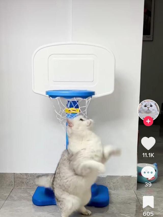 Potret Aksi Kucing Ikut Olahraga Bak Atlet Netizen: Lulusan Konoha Emang Mantap