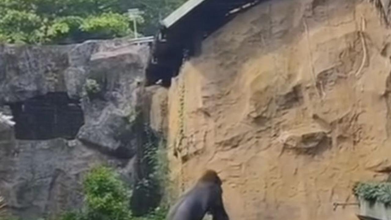Gorila 'Komu' Ragunan Lempar Kayu ke Pengunjung, Begini Penjelasan Pengelola