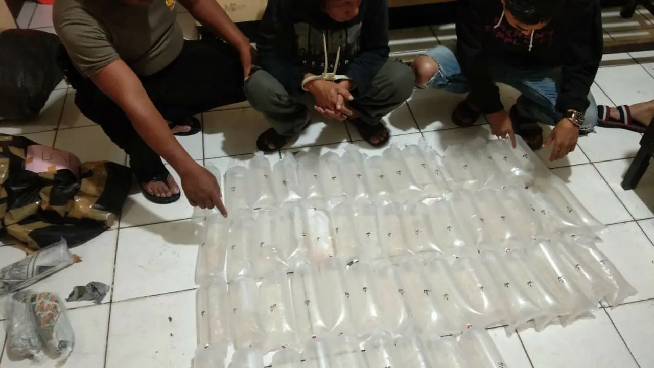 Pelaku Penyelundupan Bayi Lobster Masih Marak di Jawa Barat