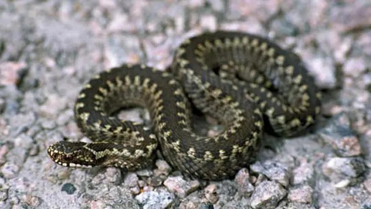 7 Cara Membedakan Ular Berbisa dan Tidak Berbisa di Sekitar Rumah, Keluarga Bisa Jadi Korban