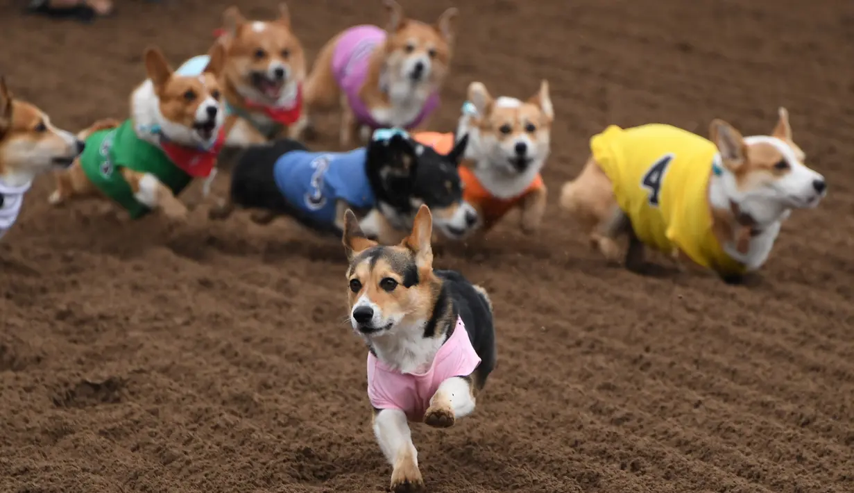 Anjing-anjing Corgi berlomba dalam kejuaraan "Corgi Nationals" California Selatan di Arena Balap Santa Anita di Arcadia pada 26 Mei 2019. Ratusan anjing corgi yang mengikuti kejuaraan ini memperebutkan gelar anjing tercepat. (Photo by Mark RALSTON / AFP)