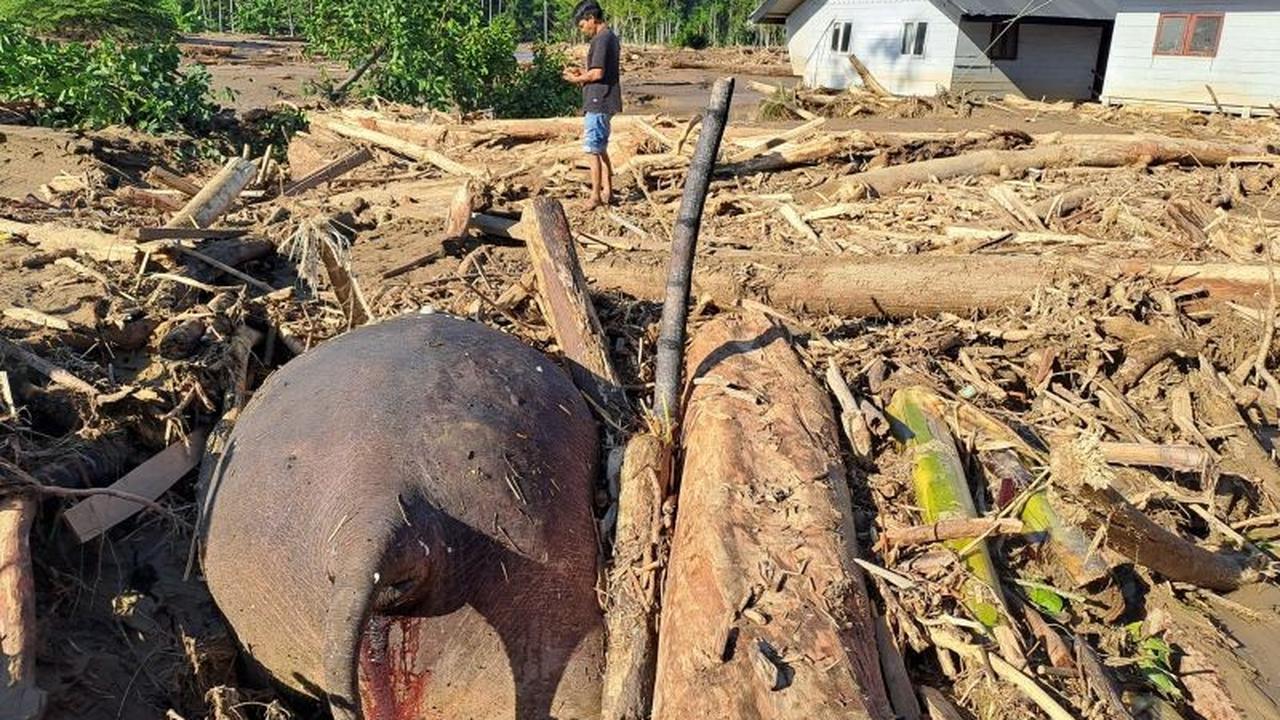 Gajah Sumatera Mati Akibat Banjir Bandang di Pidie Jaya, Terjebak Tumpukan Kayu Hutan