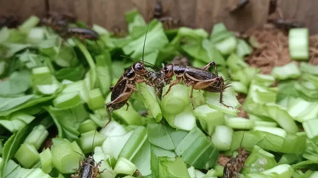 Pakan Ternak Jangkrik