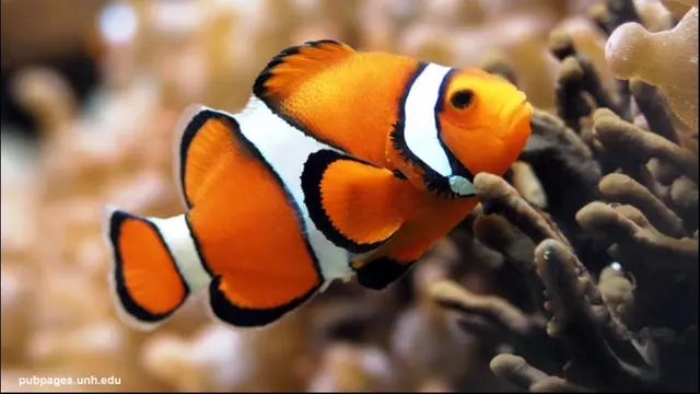 Ikan Clown Fish/ foto.Istimewa (Arfandi Ibrahim/Liputan6.com)
