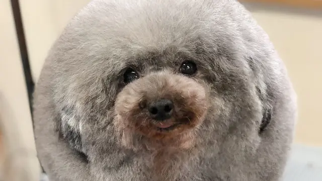 anjing lucu