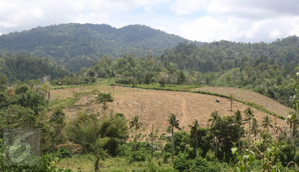Hutan gundul akibat pembalakan liar di KM 16 di kawasan Hutan Produksi Popayato,  Kabupaten Pohuwato, Gorontalo, Minggu (11/9). Sekitar 16 ribu hektar hutan di Gorontalo rusak terdiri atas hutan lindung dan hutan produksi. (Liputan6.com/Immanuel Antonius)
