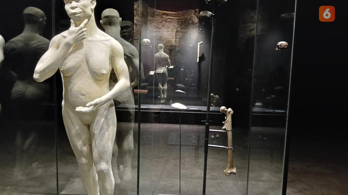 Fosil Java Man Pulang Kampung dari Belanda Setelah 130 Tahun, Dipajang di Museum Nasional Indonesia