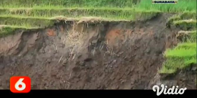 VIDEO: Area Persawahan di Penanggungan Longsor Akibat Guyuran Hujan Deras