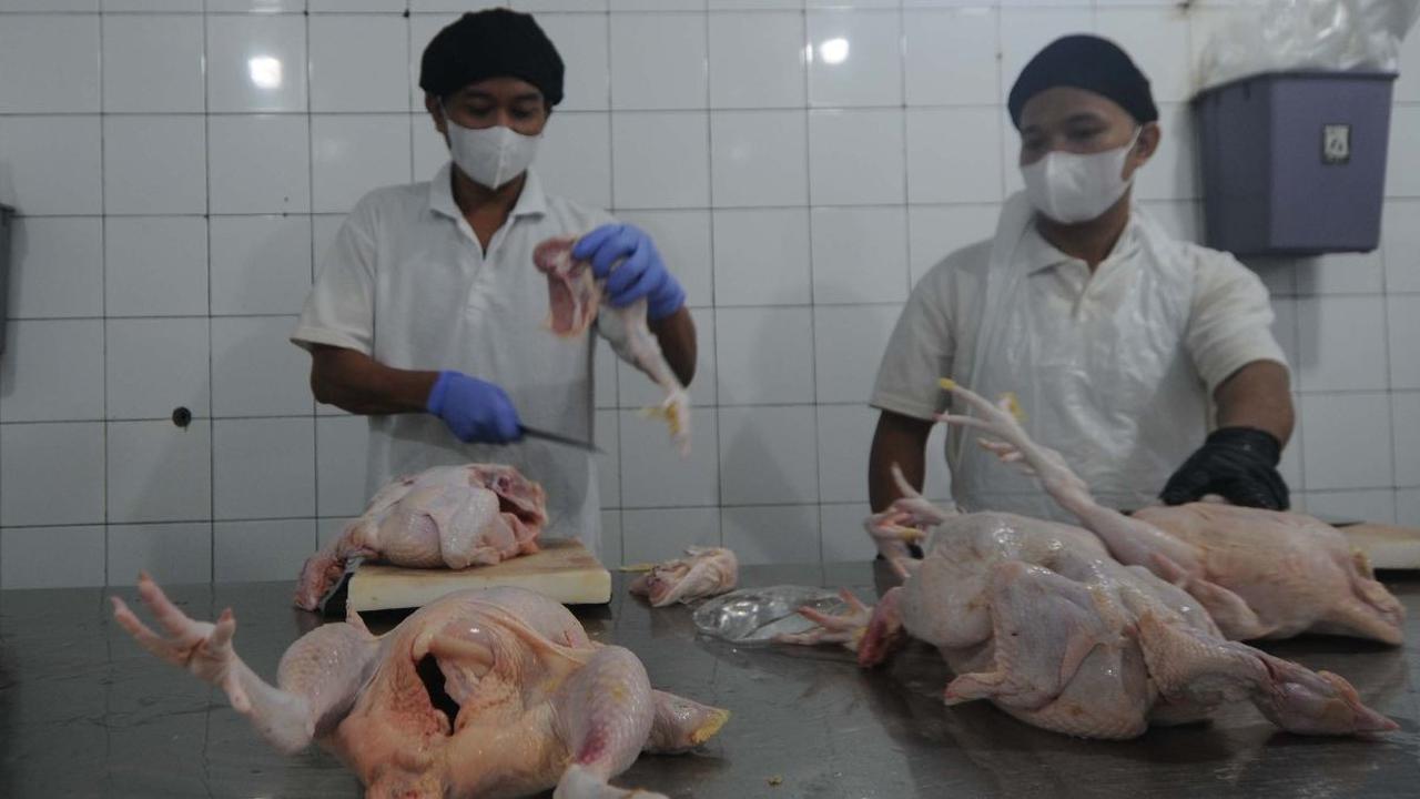 FOTO: Kunjungi Rumah Ayam Potong, Mendag Zulhas: "Udah Nggak Tawar-Tawar Lagi untuk Besok Harus Ada Sertifikasi Halal"