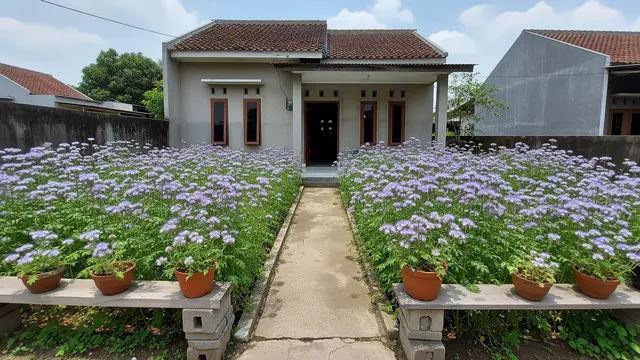 Kebun Rumah Mini dengan Tanaman Pachelia