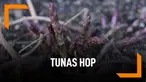 Ini Wujud Tunas Hop, Sayuran Dengan Harga Selangit